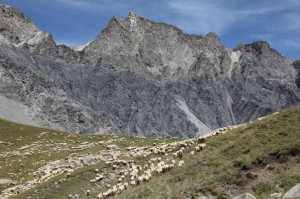 berger pastoralisme la Bonette Camp des Fourches élevage