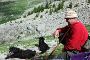 berger pastoralisme élevage brebis la Bonette Alpe transhumance