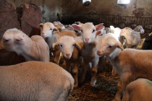 berger pastoralisme élevage Montauroux