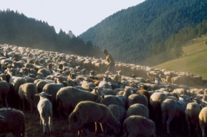 berger pastoralisme élevage Beuil