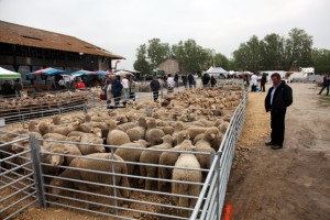 foire Arles berger pastoralisme élevage