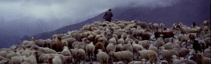 berger pastoralisme Péone élevage