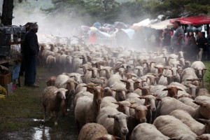 berger transhumance Bargème élevage pastoralisme